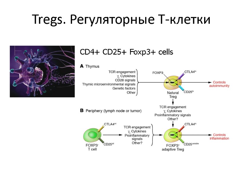 Tregs. Регуляторные Т-клетки CD4+ CD25+ Foxp3+ cells